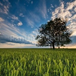 Evening sky