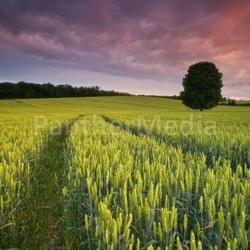 Purple sky over the field