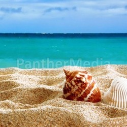 sea shells on the beach