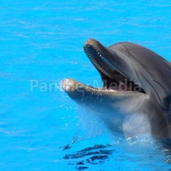 dolphin