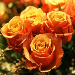 in love engaged,....