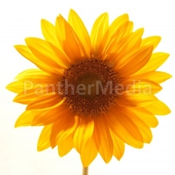 Sonnenblume mit weißem Hintergrund