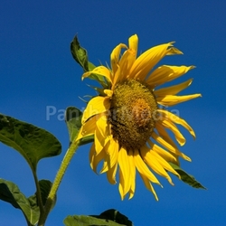 Sonnenblume