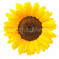 sunflower 1