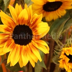 Sonenblumen