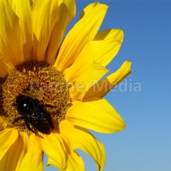 sonnenblume 03