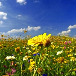 sommerwiese