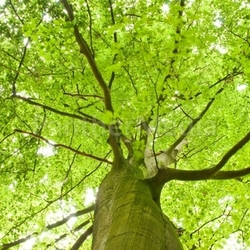 Green tree top