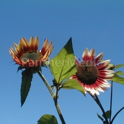 sunflower red