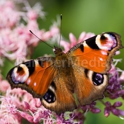 Peacock butterfly drinking from Gravel root