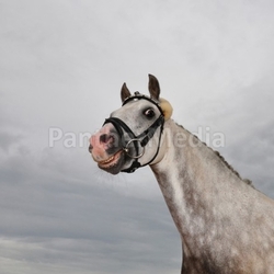 funny horse