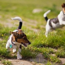 playing dogs