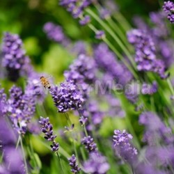 sprigs of lavender with bee