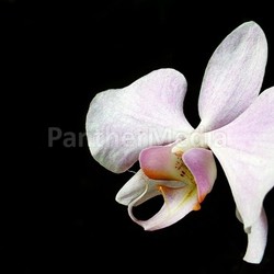 brightly orchidaceae flourish jetblack swarthy image blossoms