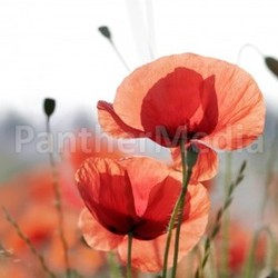 poppies