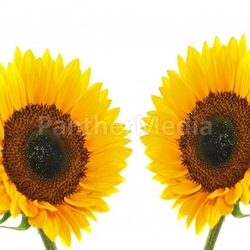 two sunflowers