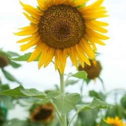 Sonnenblumen