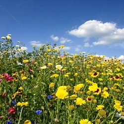 summer meadow with flowers