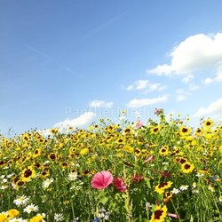 flower meadow