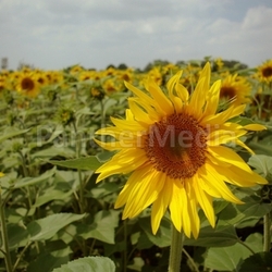 Sonnenblume4