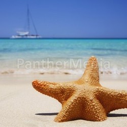 Beach Starfish