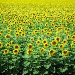 Sonnenblume5
