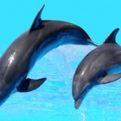 dolphin