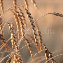 Ripe Wheat