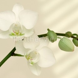 white orchid