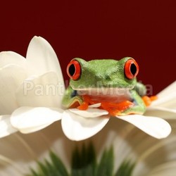 frog