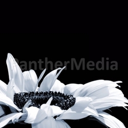 Sonnenblume