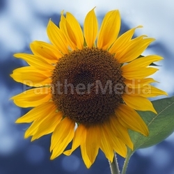 die Sonne blüht