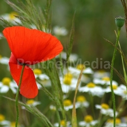Mohn und Kamille