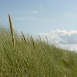 grasses