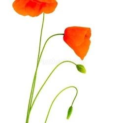 Fragile poppies