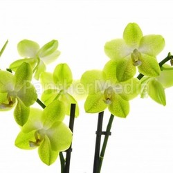 Beautiful orchid