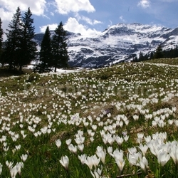 Krokuswiese