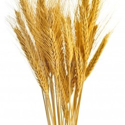Isolated wheat ears