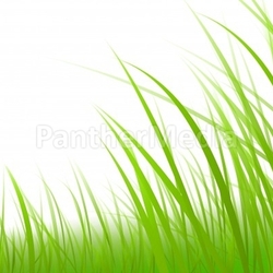 grass-graphic-meadow illustration