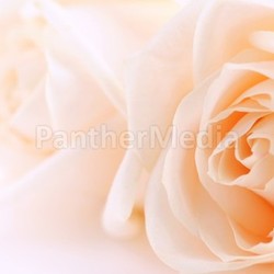 Beige roses