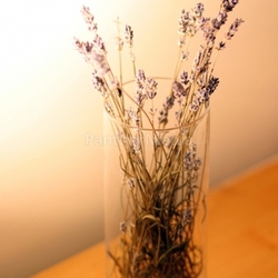 lavender strauss