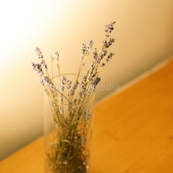 lavender flowers