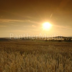 Before the harvest