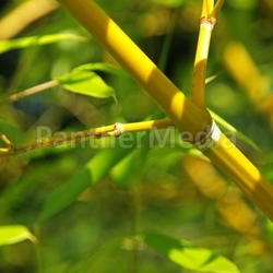 bamboo