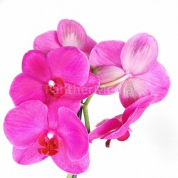 Orchid