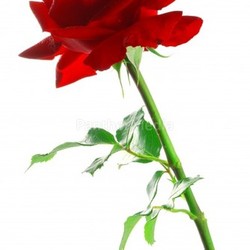 Red rose with leaves