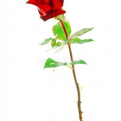 Red rose with leaves