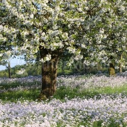 frühlingsblüte