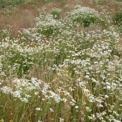 Sommer-Wiese