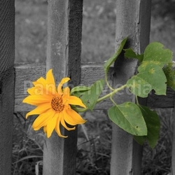 fence flower